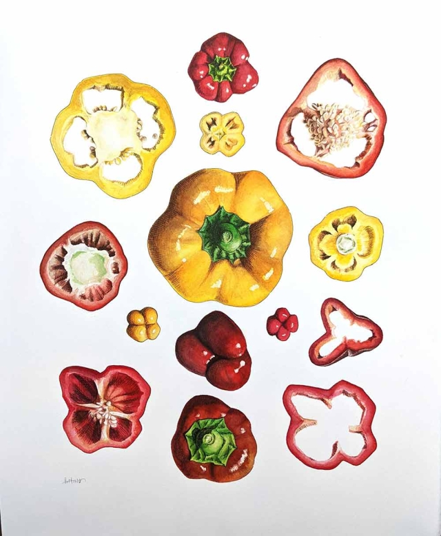 Brittany Hass, Sliced Bell Pepper (after Haeckel), watercolor and technical pen, 2022 Brittany Hass, Sliced Bell Pepper (after Haeckel), watercolor and technical pen, 2022