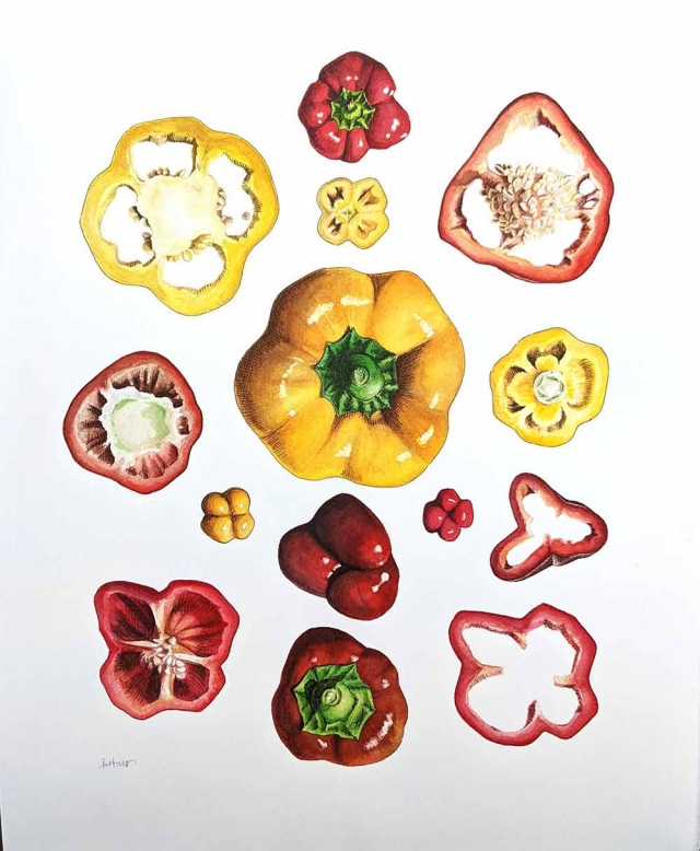 Brittany Hass, Sliced Bell Pepper (after Haeckel), watercolor and technical pen, 2022