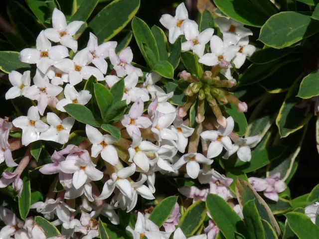 Daphne × burkwoodii ‘Carol Mackie’ Daphne × burkwoodii ‘Carol Mackie’