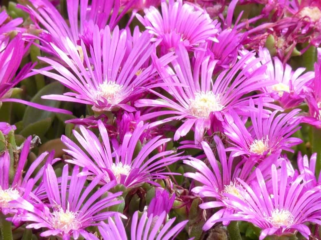 Delosperma spp., commonly known as ice plants Delosperma spp., commonly known as ice plants
