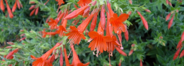 Epilobium canum ssp. garrettii ‘PWWG01S’, commonly known as ORANGE CARPET® California fuchsia.
