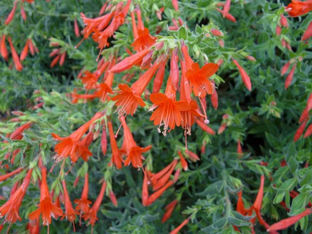 Epilobium canum ssp. garrettii ‘PWWG01S’, commonly known as ORANGE CARPET® California fuchsia Epilobium canum ssp. garrettii ‘PWWG01S’, commonly known as ORANGE CARPET® California fuchsia