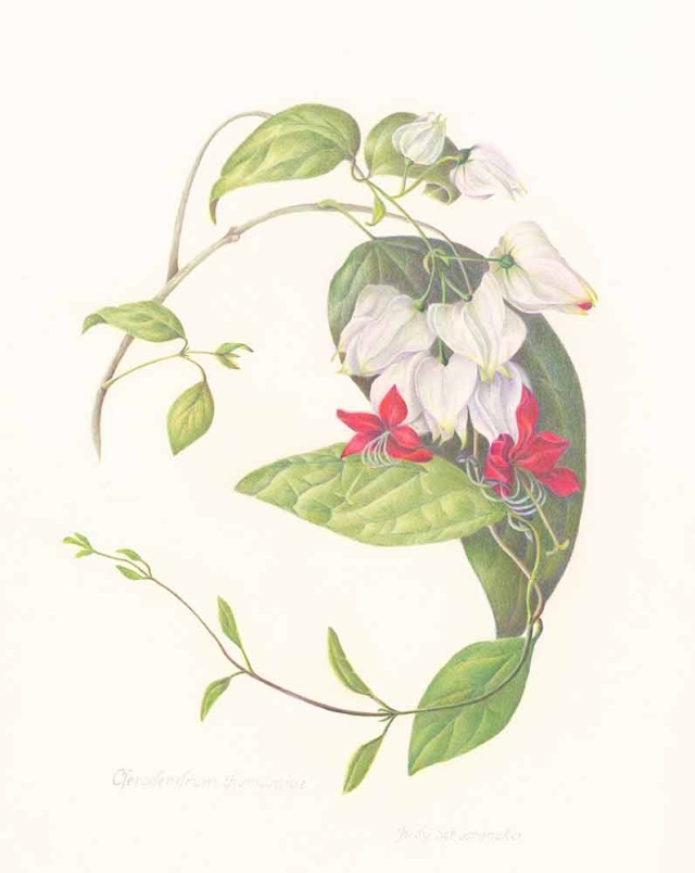 Judy Schoonmaker, "Clerdendrum thomsoniae," colored pencil, 2022 Judy Schoonmaker, "Clerdendrum thomsoniae," colored pencil, 2022