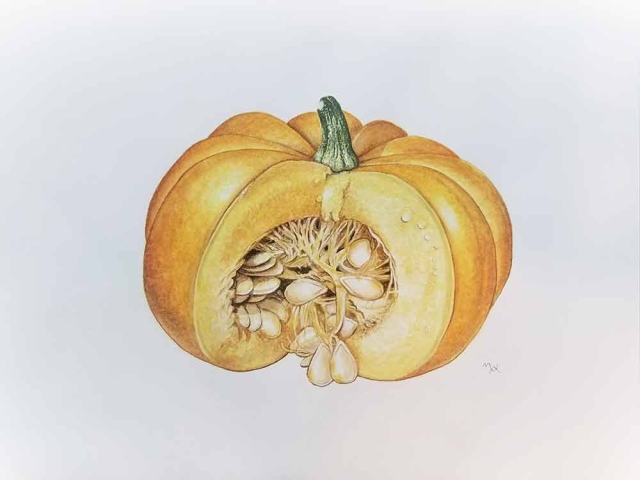 Natalia Alarik, "Curcubita pepo," watercolor, 2021 Natalia Alarik, "Curcubita pepo," watercolor, 2021