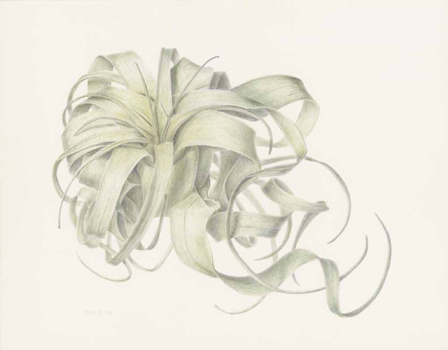 Nick Elias, "Tillandsia xerographica," colored pencil, 2021