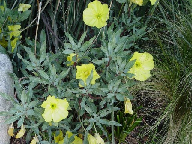 Oenothera macrocarpa ssp. incana SILVER BLADE® Oenothera macrocarpa ssp. incana SILVER BLADE®