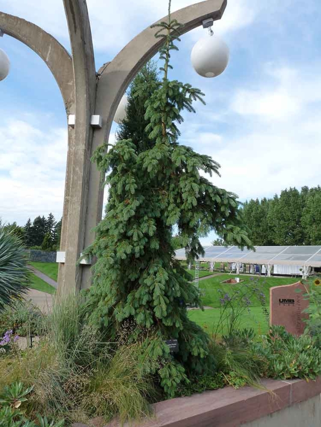 Picea glauca ‘Pendula’ Picea glauca ‘Pendula’