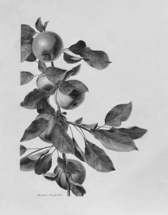Rachel Sturtz, "Malus domestica" (McIntosh), carbon dust, 2021 Rachel Sturtz, "Malus domestica" (McIntosh), carbon dust, 2021