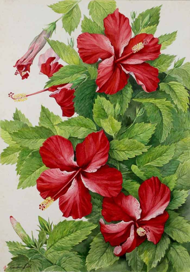 Manabu C. Saito, "Rosa sinensis," watercolor, 1970. Manabu C. Saito, "Rosa sinensis," watercolor, 1970.