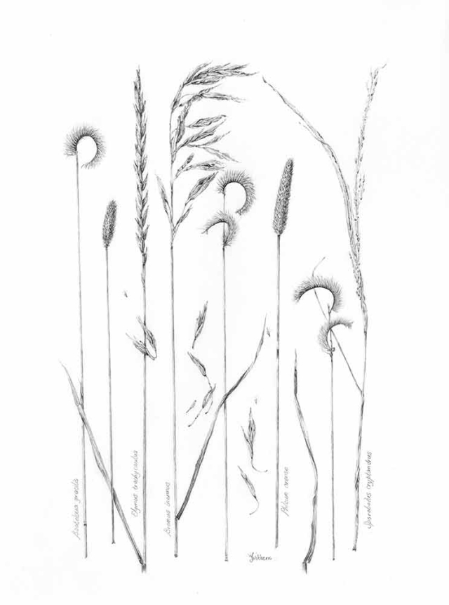 Wendy Jo Wibbens, Grasses, graphite, 2021