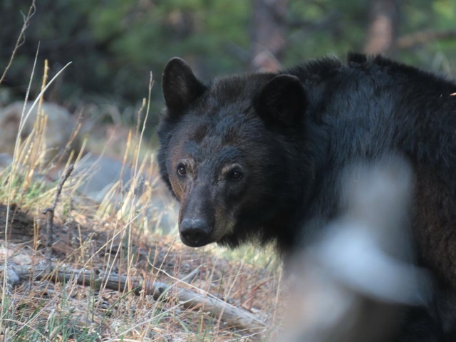 black bear