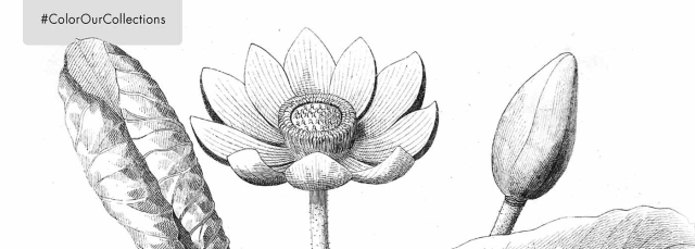 Color Our Collections coloring sheet Color Our Collections coloring sheet