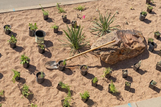 new plants