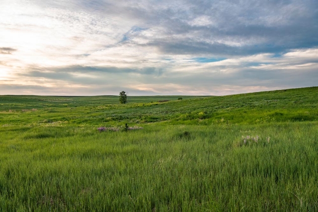 prairie