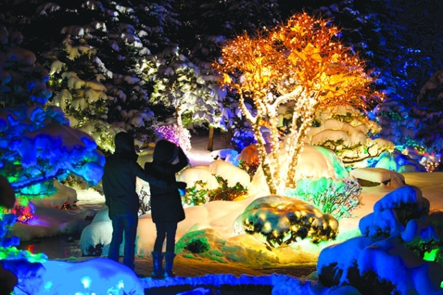 Blossoms of Light