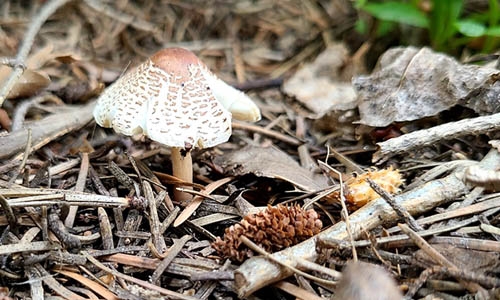 Lepiota lilacea thumbnail