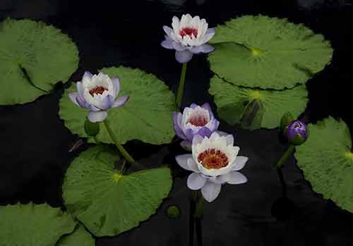 Nymphaea 'Tuonta' - Australian waterlily hybrid