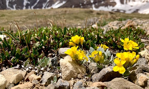 Physaria alpina thumbnail