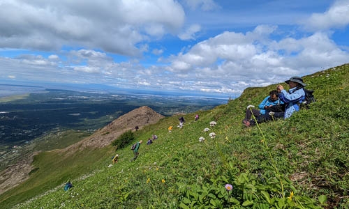 alaskan alpine thumbnail