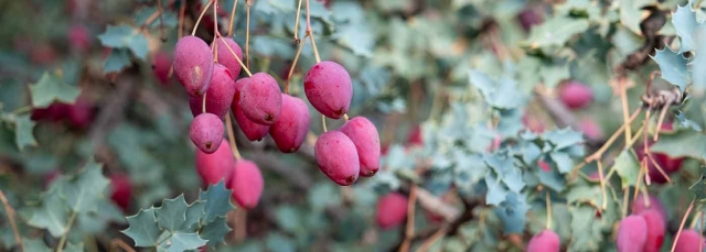 Berberis haematocarpa (Red Barberry) Berberis haematocarpa (Red Barberry)