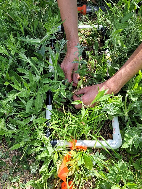 counting seedlings