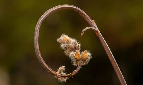 dried plant thumbnail