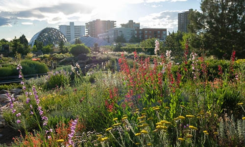 children's garden green roof thumbnail