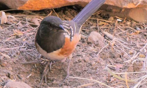 Spotted-Towhee-thumbnail