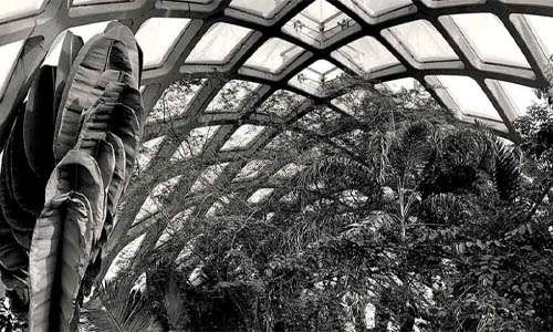 black and white photo of poured concrete conservatory and plants