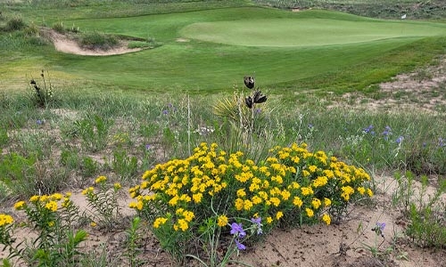 ballyneal thumbnail