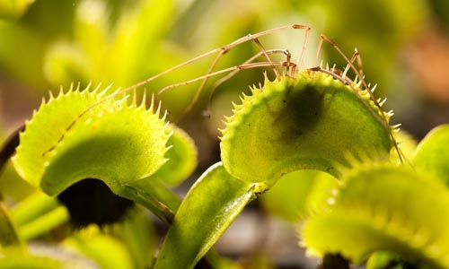 venus flytrap thumbnail