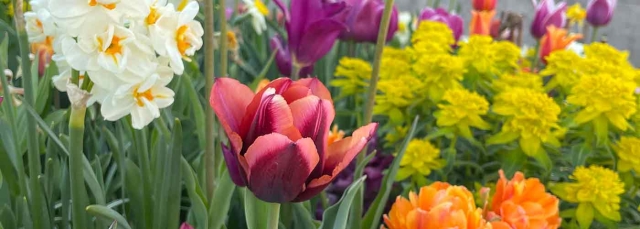 Tulips and other flowers blooming in Mile High Garden in 2023.