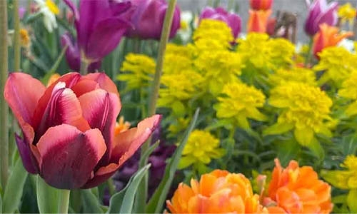 spring tulips thumbnail