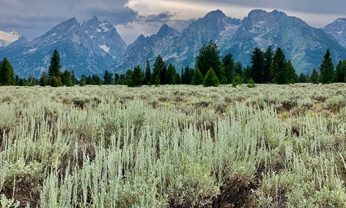 pale green shrublands with mountains in background