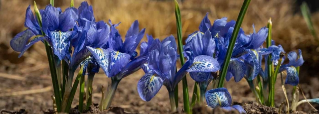 Dwarf bulbous iris (Iris Reticulata) Purple dwarf bulbous iris (Iris Reticulata)