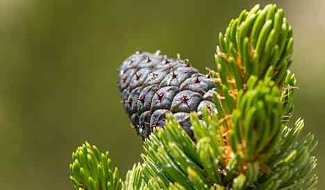 Pinecone behind green pine needles