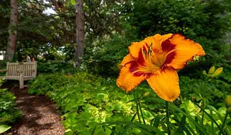 Orange and yellow flower with greenery behind it.
