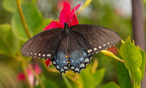 butterfly with black and blue wings on red flower