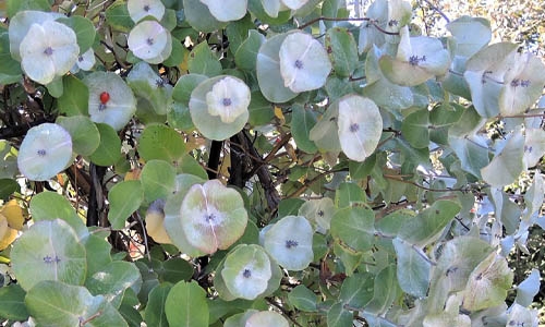 Kintzleys Ghost thumbnail