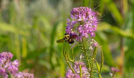 Purple flower with bee