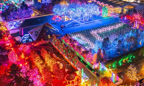 Blossoms overhead thumbnail