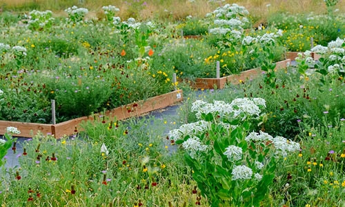 plants growing in test plots