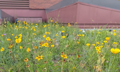 yellow flowers on a green roof