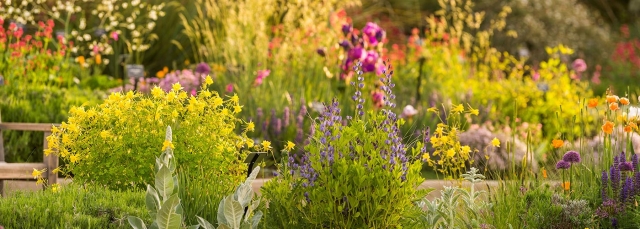 Colorful flowers in a water-smart gardens