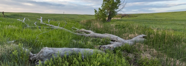 Driftwood in the foreground, green field of grass and a tree in the background