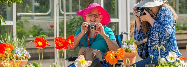 Two adults taking photos of orange poppies