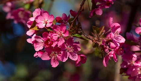 Bright pink spring flowers on a dark background