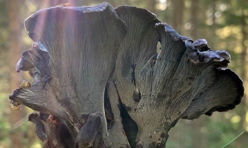 Polyozellus multiplex thumbnail