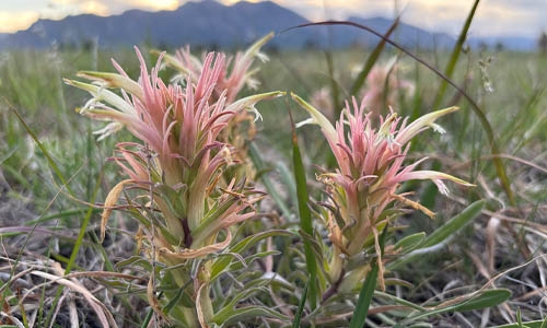 downy paintbrush by astrobirder on inaturalist