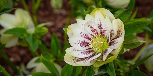Flower with white petals speckled with burgundy